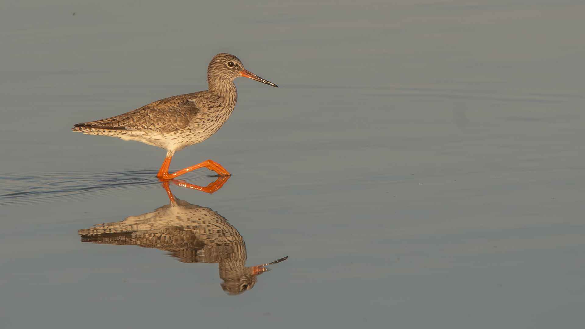 Common Redshank